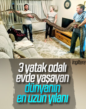 Aile yanında yaşayan dünyanın en uzun yılanı