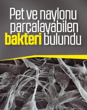 Yeni bir bakteri türü keşfedildi