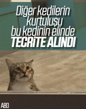 ABD'de tecrit edilen kedi