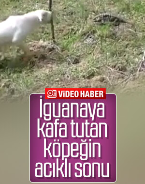 İguanaya kafa tutan köpeğin acıklı sonu