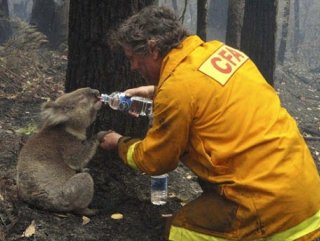 Avustralya'daki orman yangınlarında 350 koala öldü