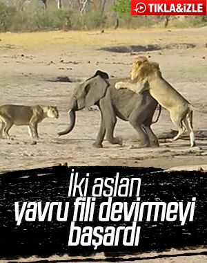 Yavru fil aslanlara yem oldu
