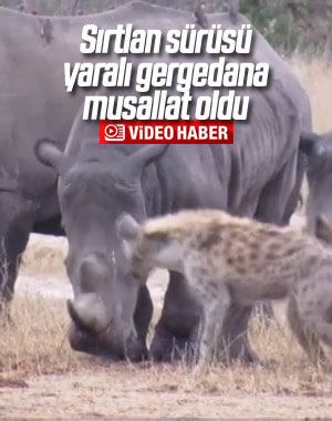 Yaralı gergedan, sırtlan sürüsüne karşı