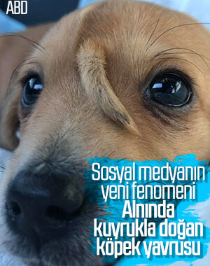 ABD'de bir köpek alnında kuyrukla doğdu