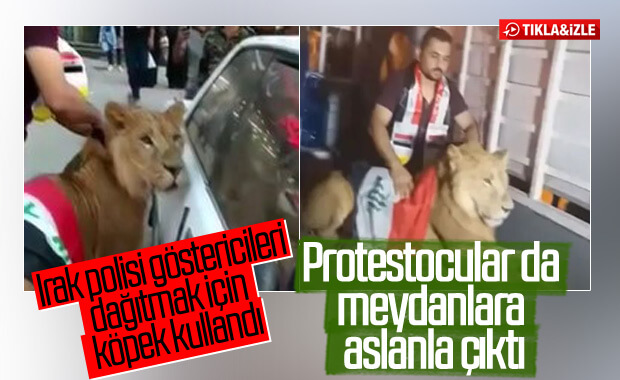 Iraklı protestocular köpeklere karşı aslanla meydan okudu
