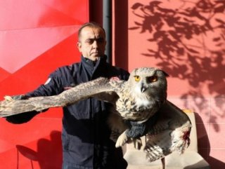 Sivas'ta dev baykuş eve gizlice girdi