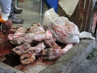 Sakarya'da 20 ton kaçak et bulundu