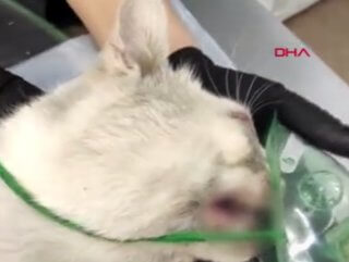 Rusya'da dişleri sökülen kedi için soruşturma açıldı