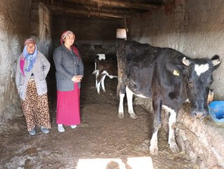 Aksaray'da yaşlı kadının ineklerini çaldılar