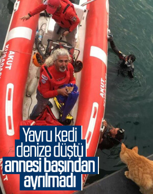 Aydın'da denize düşen yavru kediyi AKUT kurtardı