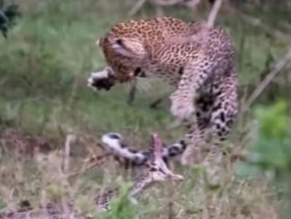 Dev pitonu avlamaya çalışan leopar