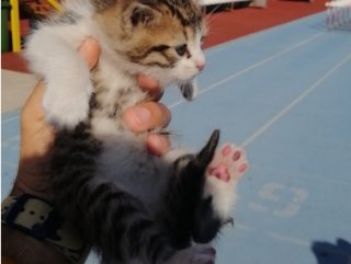 Zonguldak'ta kedi 2 metre derinlikteki kuyudan kurtarıldı