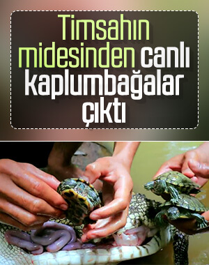 Avladıkları timsahın midesini açtılar