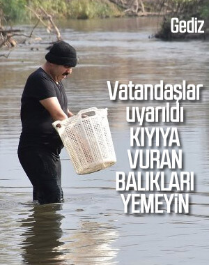 Gediz Nehri'nde kıyıya vuran balıkları topladılar