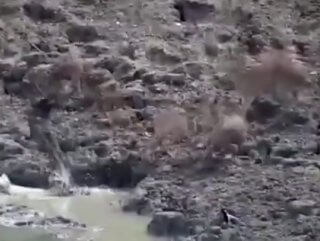 Hindistan'da pitonun geyik avı kamerada