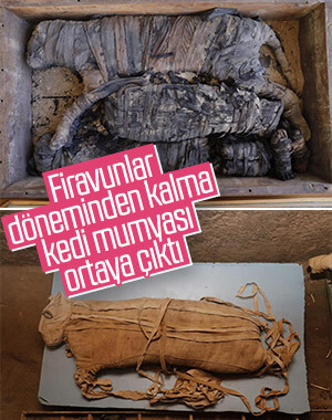 Mısır'da kedi mumyası bulundu