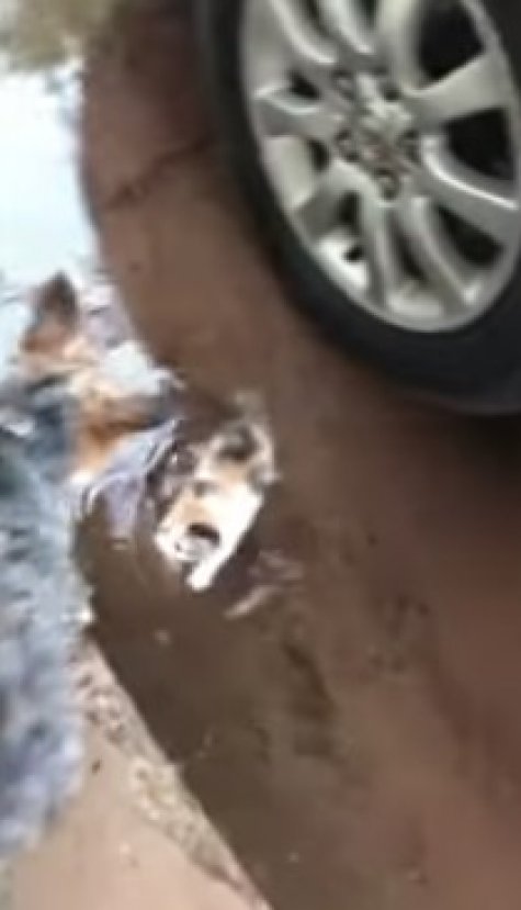 ABD de yağmurda ıslanan kediye sahip çıkan köpek #1