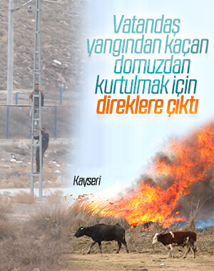 Kayseri'de domuzdan kaçanlar direğe çıktı