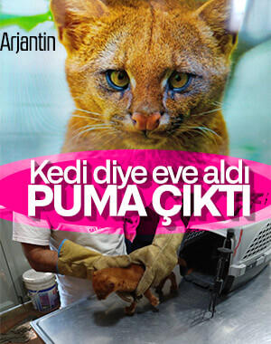 Anneleri ölen hayvanların puma olduğunu öğrendi