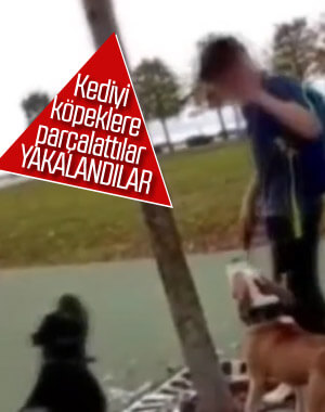 Kediyi köpeklere parçalatan şahıslar yakalandı