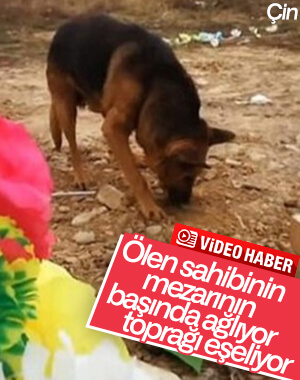 Sahibi ölen köpeğin sevgisi
