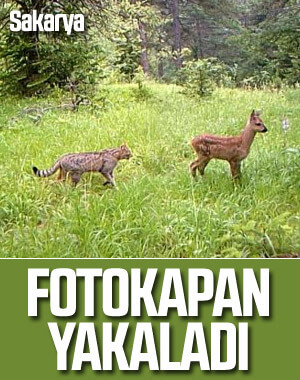 Sakarya'nın doğal yaşamı 'fotokapanlandı'