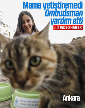 Sokak kedilerine harçlığı yetmeyince KDK'dan yardım aldı