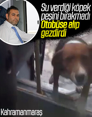 Köpek ile halk otobüsü şoförünün dostluğu
