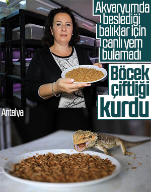 Canlı yem bulamayınca böcek çiftliği kurdular