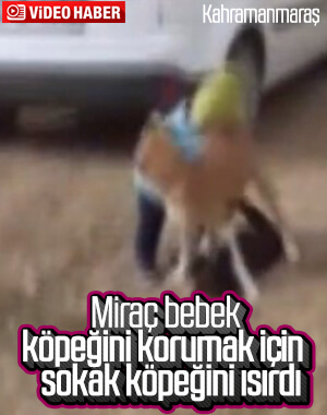 Kahramanmaraş'ta küçük çocuğun köpeğini koruduğu anlar