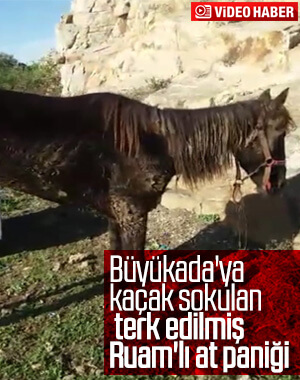 Büyükada’da terk edilmiş hasta at görüntülendi