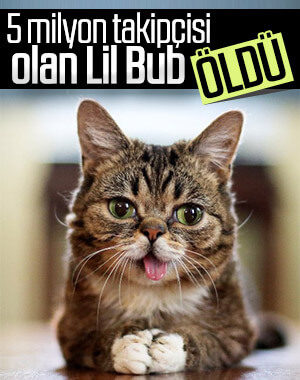 İnternet fenomeni kedi Lil Bub öldü