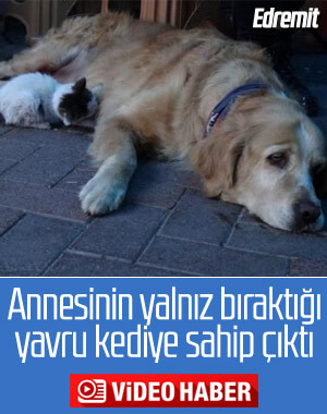Annesinin dışladığı yavru kediyi köpek sahiplendi