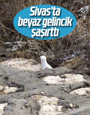 Sivas'ta nadir görülen beyaz gelincik, objektife takıldı