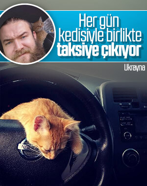 Ukrayna’da taksinin muavini kedi