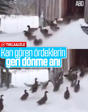 ABD'de ördeklerin kar keyfini dondurucu soğuk böldü