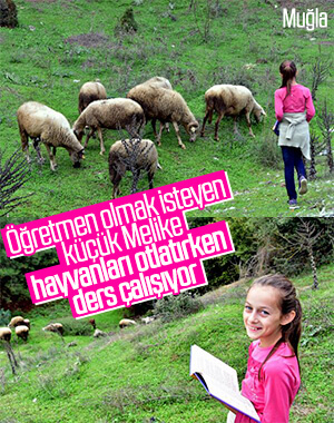 Muğlalı minik Melike hayvanları otlatırken ders çalışıyor