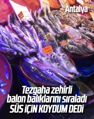 Zehirli balon balıklarını tezgahında sergiledi
