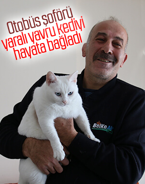 Otobüs şoförü kediyi yaşama döndürdü