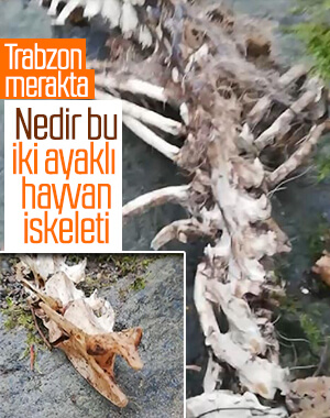 Trabzon'da iki ayaklı hayvan iskeleti bulundu