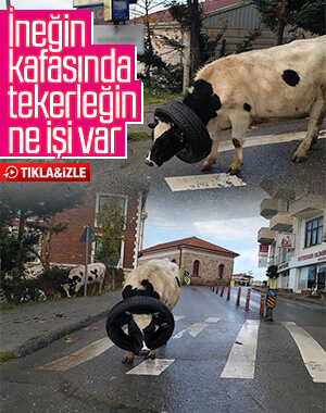 İneğin kafasına lastik taktılar