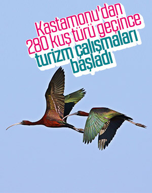 Kastamonu 280 kuş türünü ağırladı