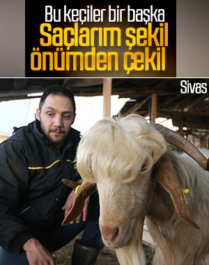 Melezleme yöntemiyle doğan uzun saçlı keçiler