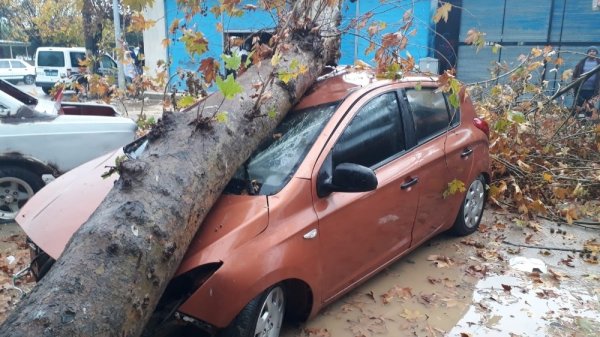 Fırtınanın devirdiği ağaç otomobili hurdaya çevirdi #1