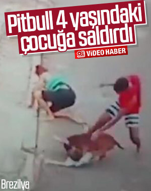 Brezilya'da pitbull, 4 yaşındaki çocuğa saldırdı