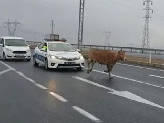 Başıboş dana trafiği alt üst etti
