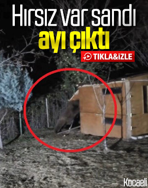 Aç kalan ayı koyunları yedi
