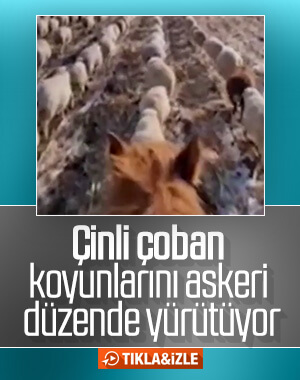 Askeri düzende yürüyen koyun sürüsü
