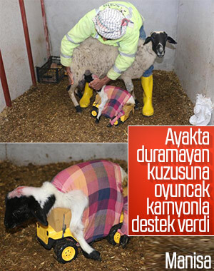 Yavru kuzu oyuncak kamyon yardımıyla beslenmeye başladı