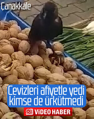 Pazar tezgahındaki cevizlere dadanan karga